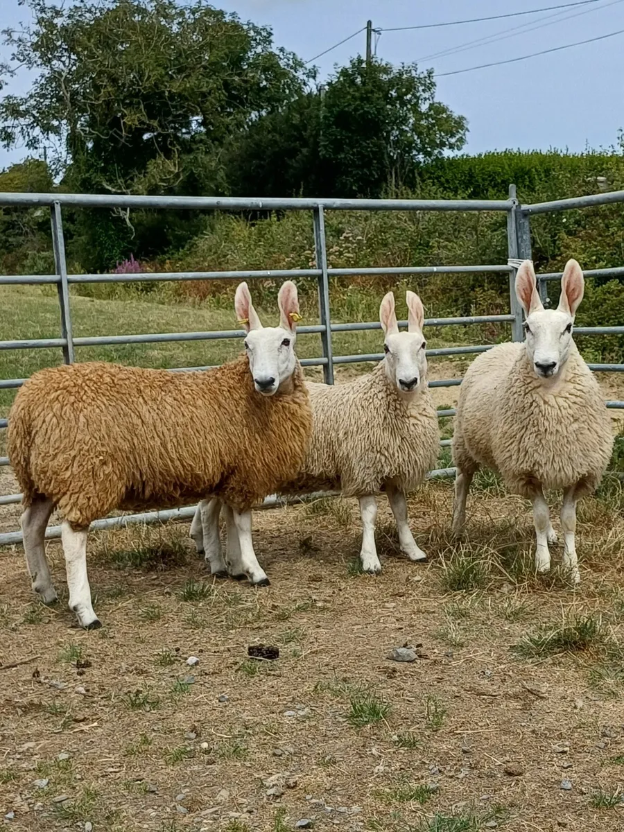 Sheep - Image 2