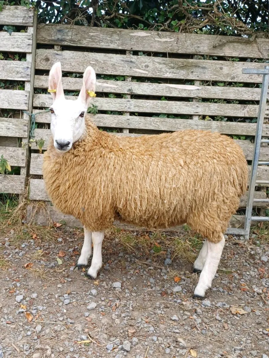 Sheep - Image 3