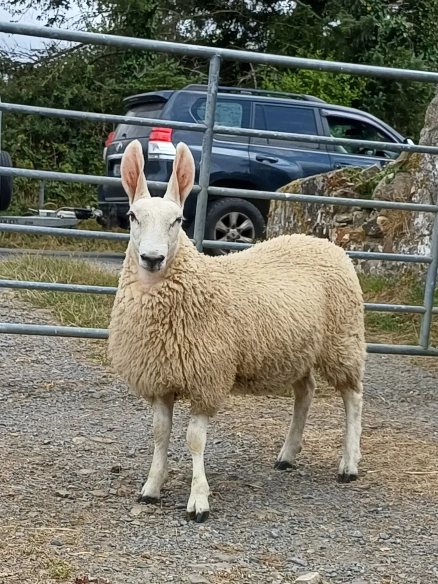 Sheep - Image 4