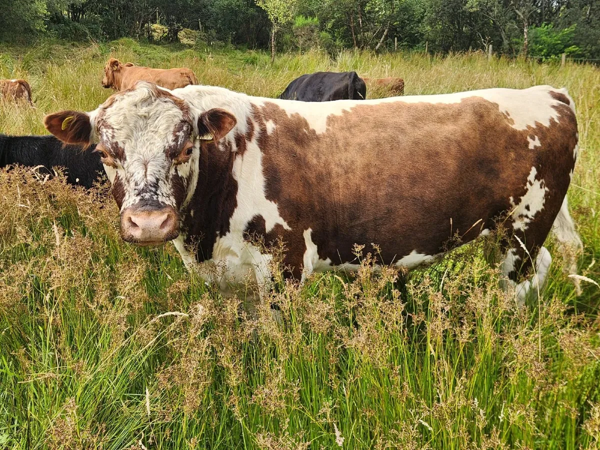 Purebred Non-Reg Irish Moiled Stock Bull - Image 1