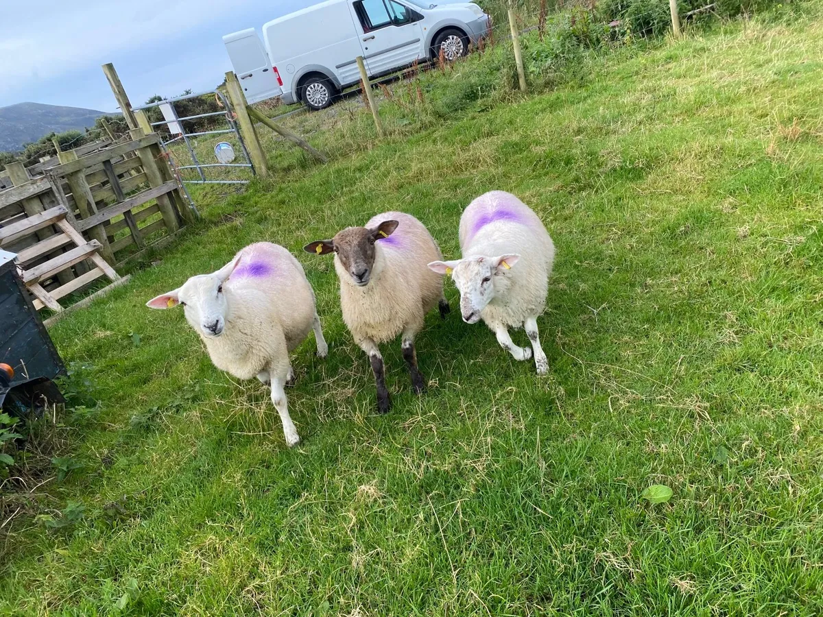 10 Sheep - Image 1