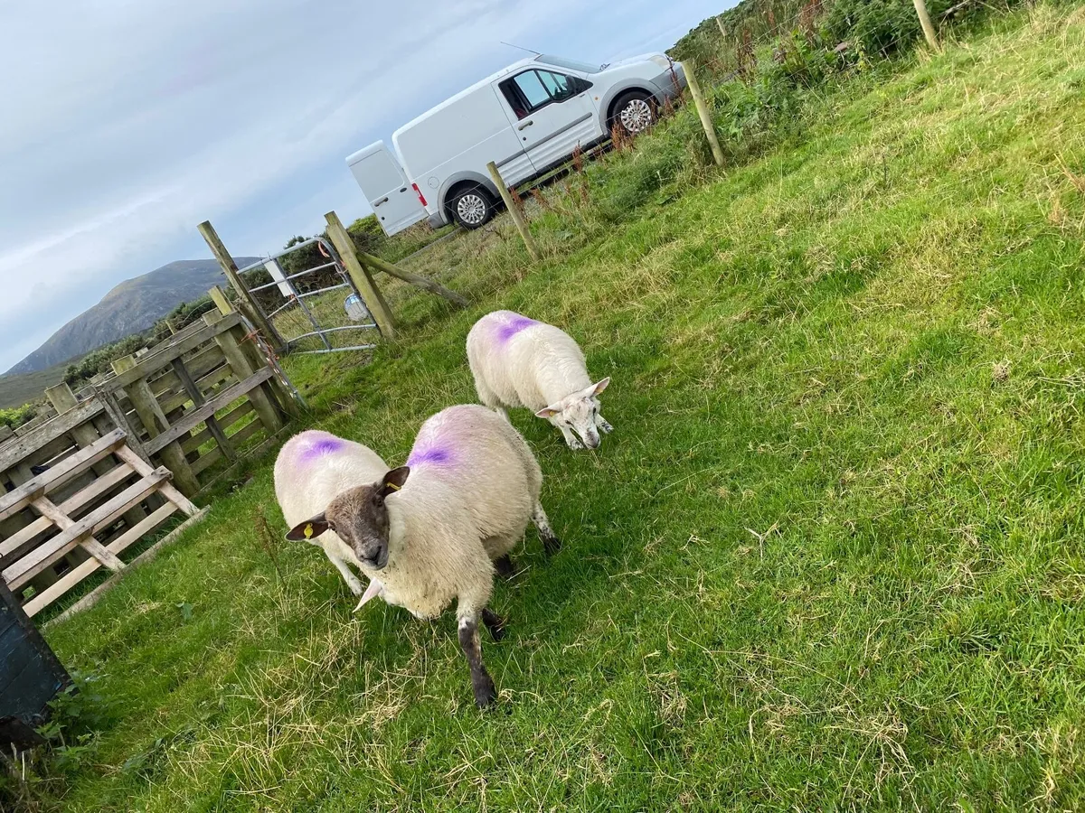 10 Sheep - Image 2