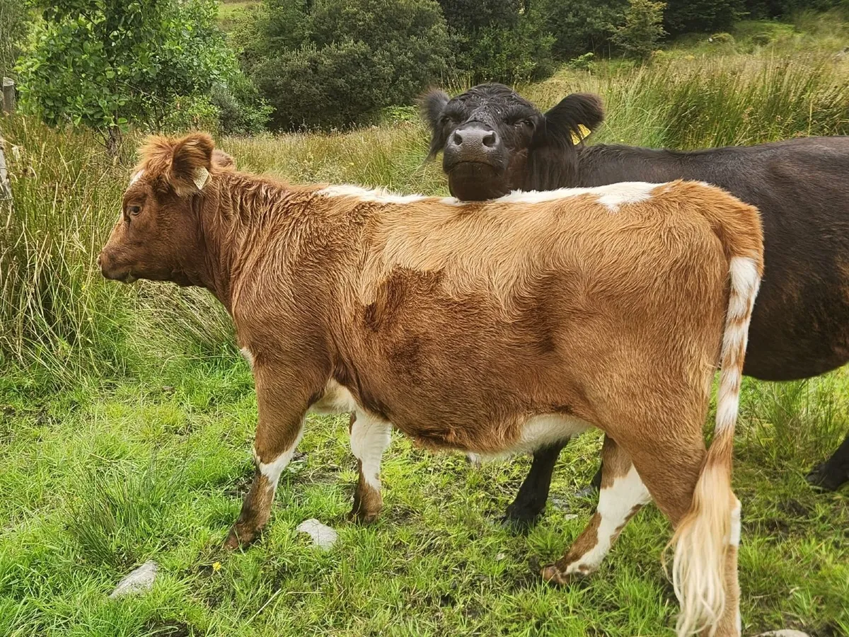 Purebred Non-Reg Irish Moiled Stock Bull - Image 2