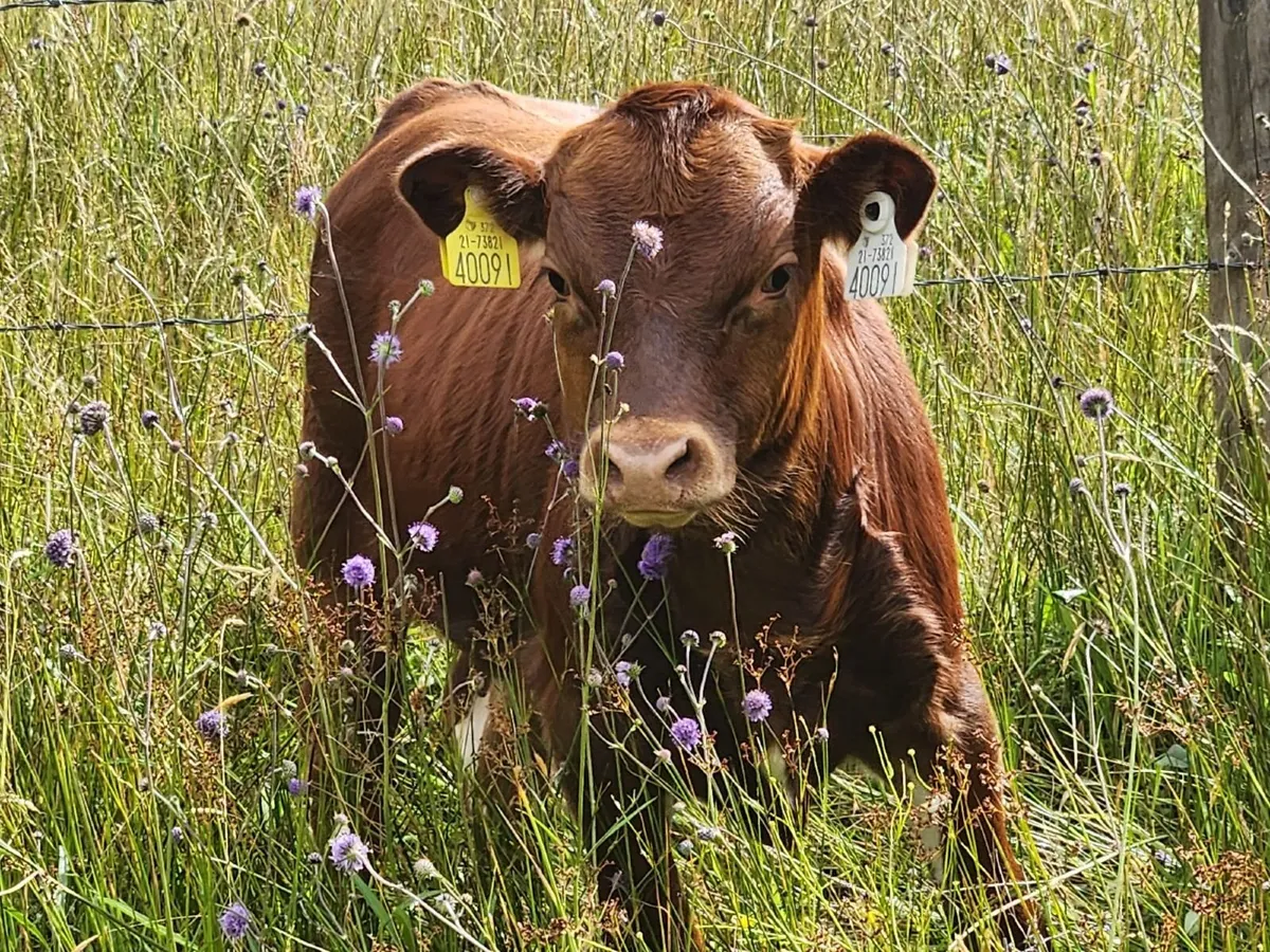 Purebred Non-Reg Irish Moiled Stock Bull - Image 3