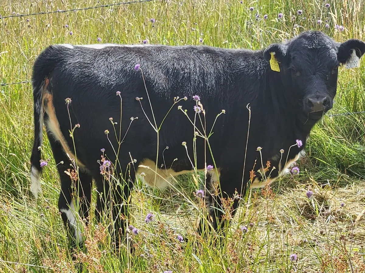 Purebred Non-Reg Irish Moiled Stock Bull - Image 4