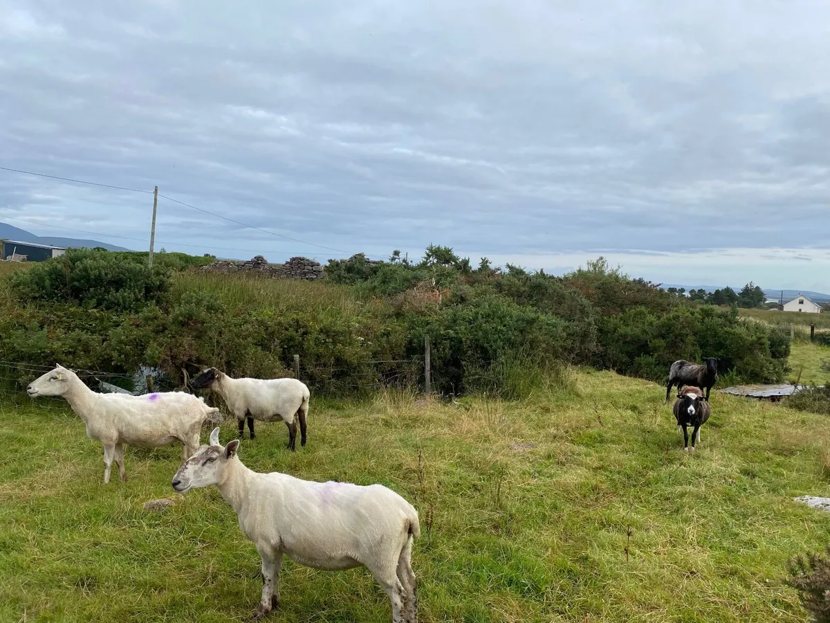 10 Sheep - Image 3