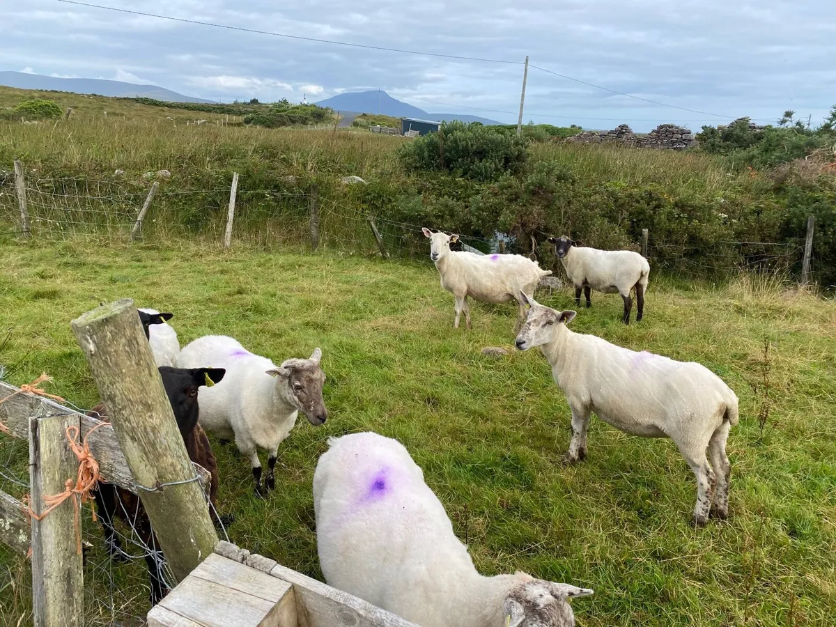 10 Sheep - Image 4