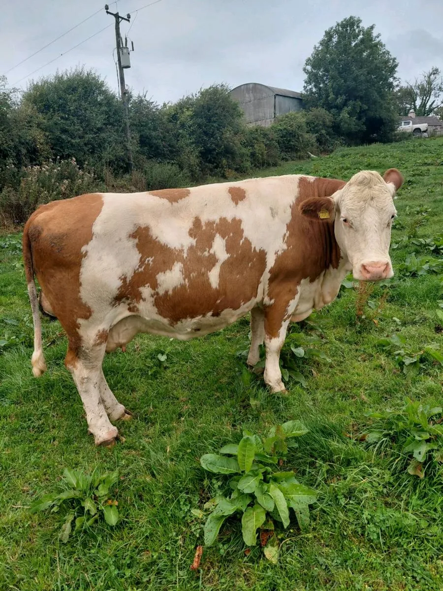 Dairy cow - Image 1