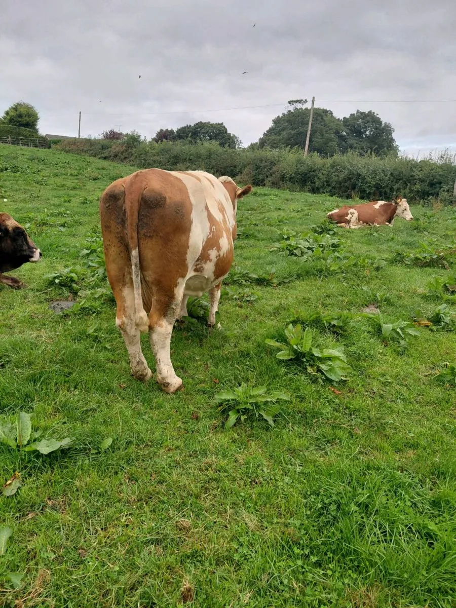 Dairy cow - Image 3
