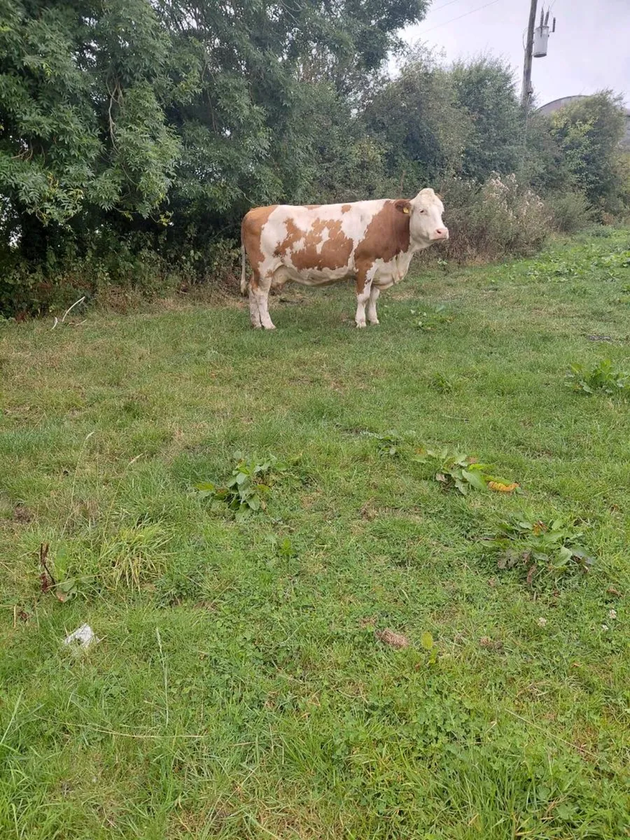 Dairy cow - Image 4