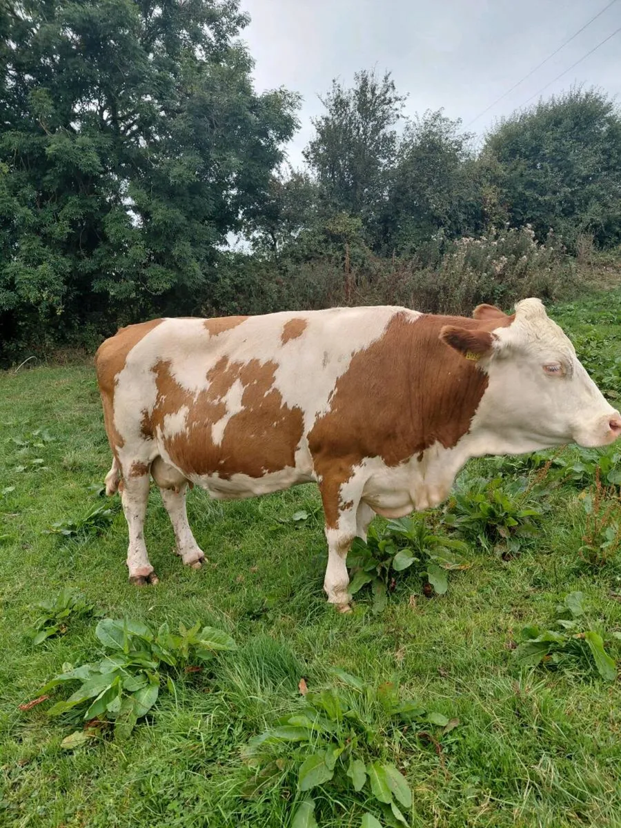 Dairy cow - Image 2