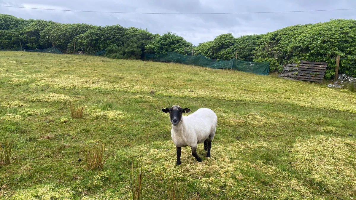Young x bred sheep and ram lambs - Image 1