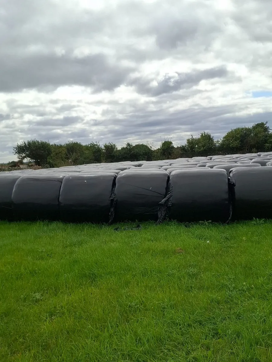 Haylage - Image 2
