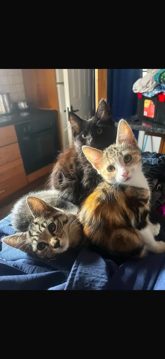 Cats - Image 1