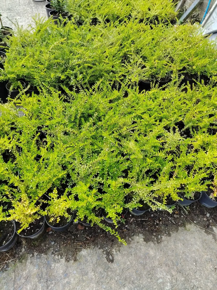 Lonicera Nitida Hedging plants - Image 2