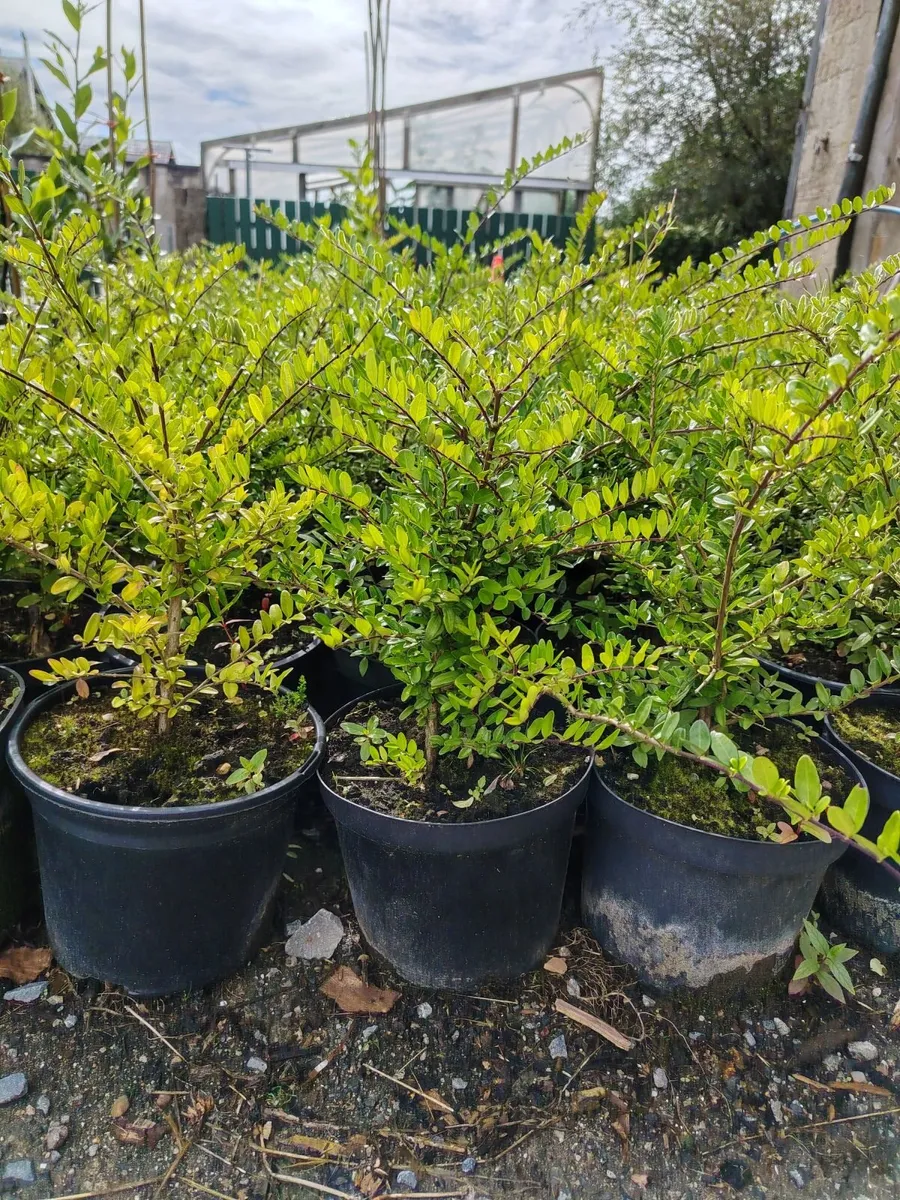 Lonicera Nitida Hedging plants - Image 1