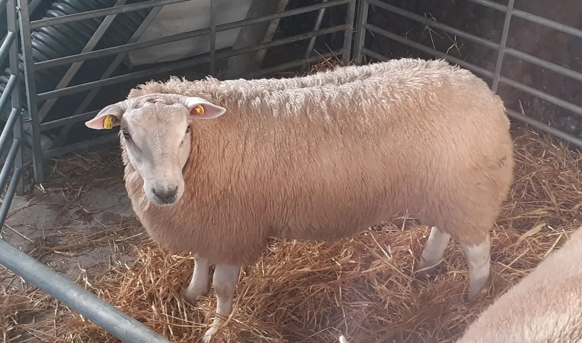 Pbr belclare ram lambs - Image 1