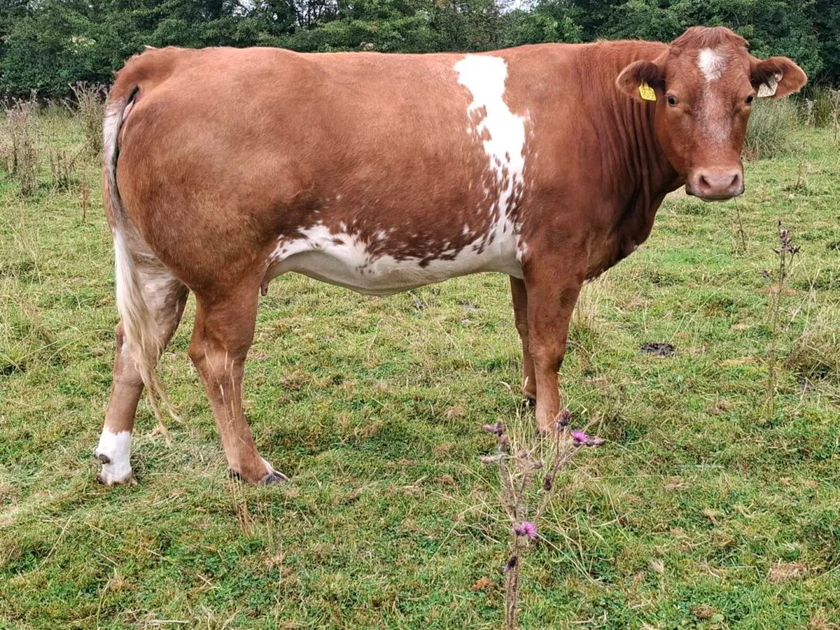Roan cow - Image 1