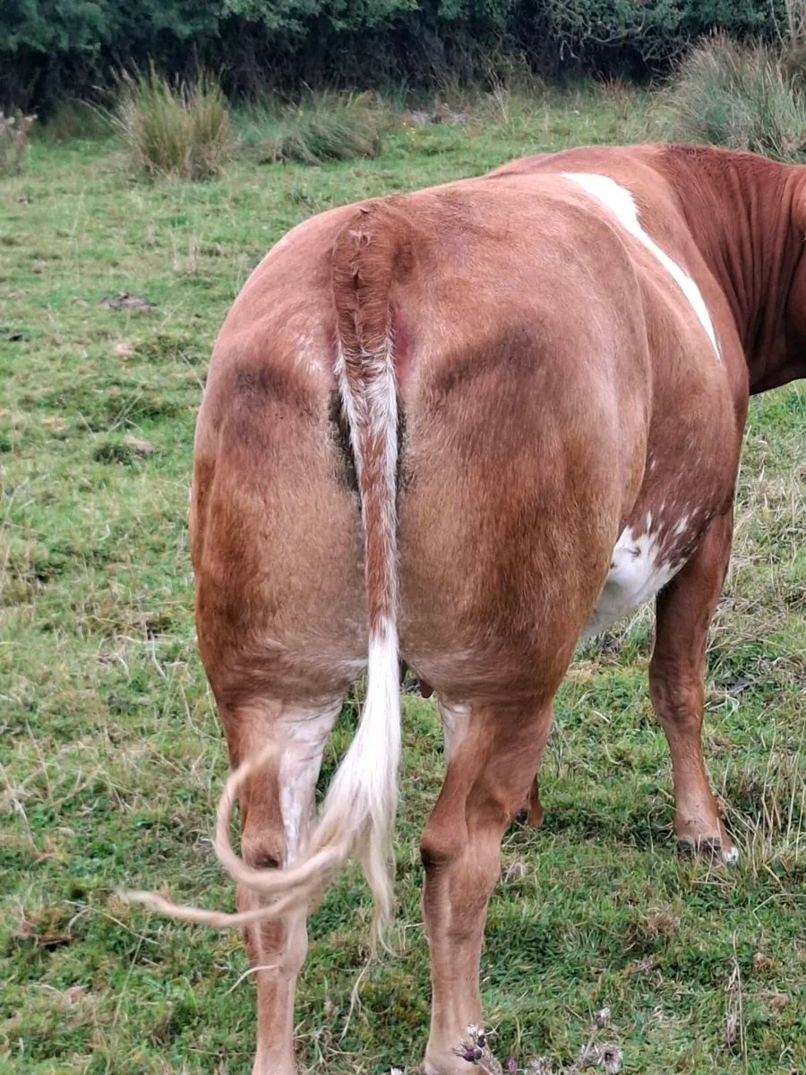 Roan cow - Image 2