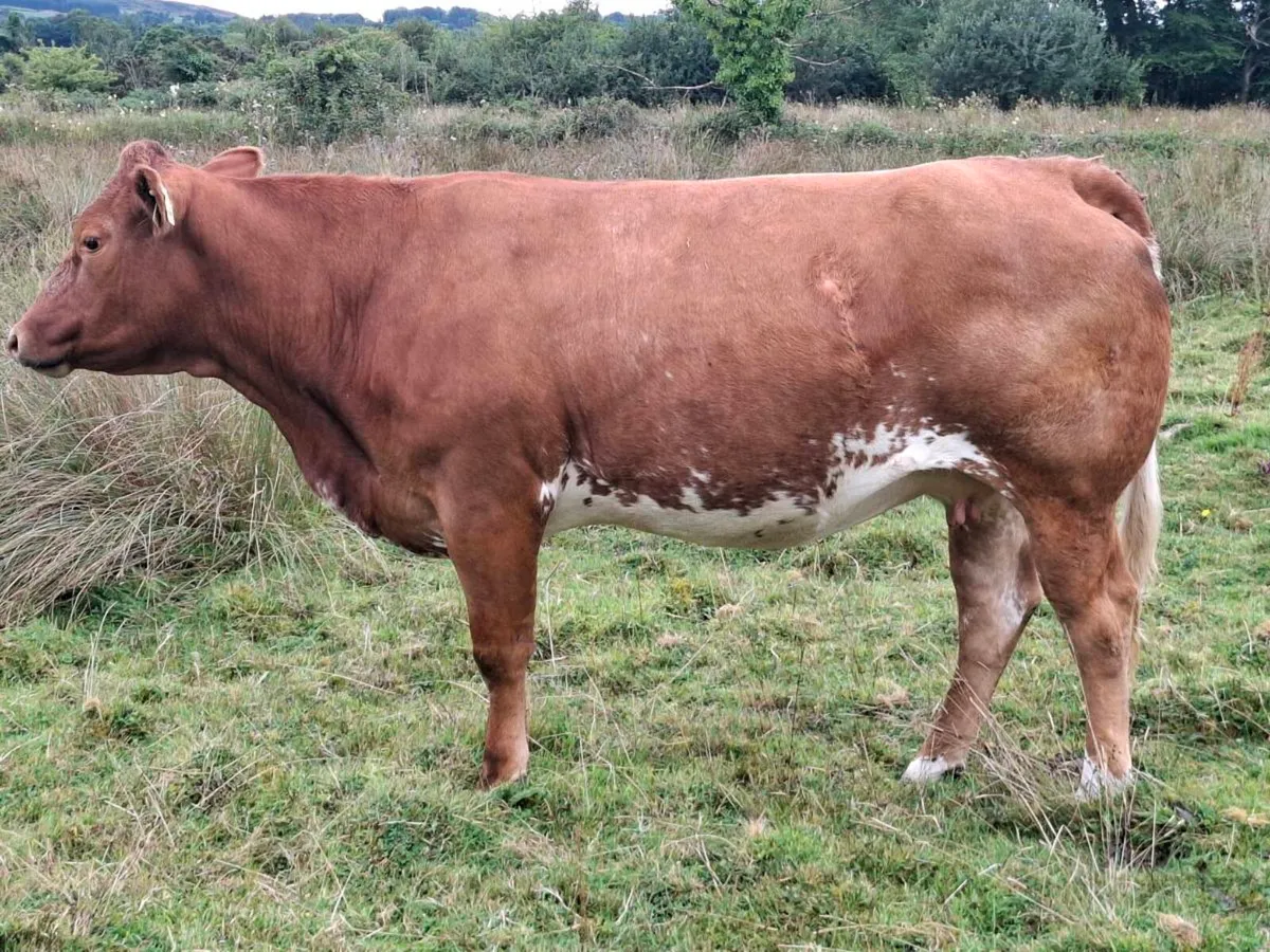 Roan cow - Image 3