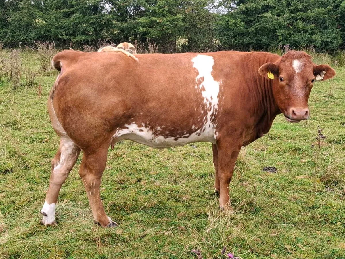 Roan cow - Image 4