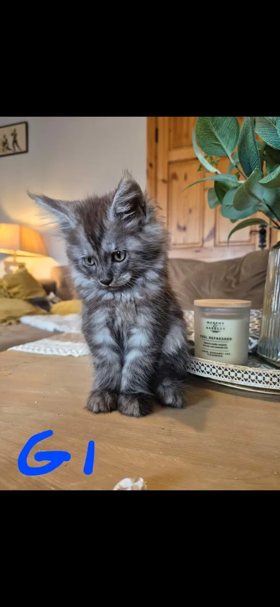 Maine coon kittens - Image 1