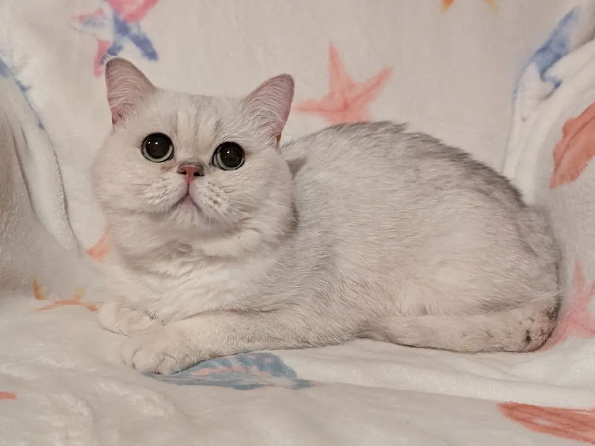 British Cat - Image 1