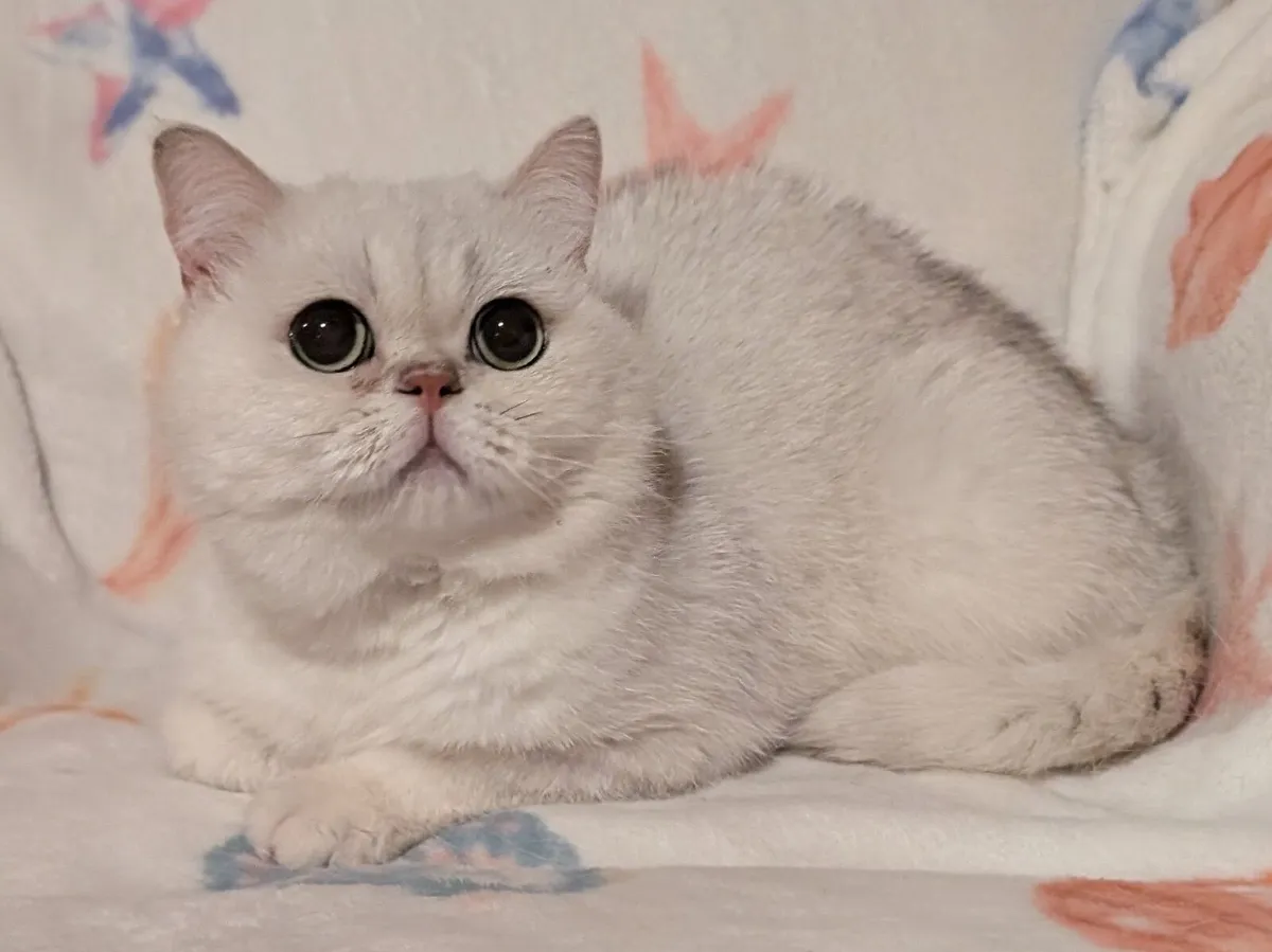 British Cat - Image 3