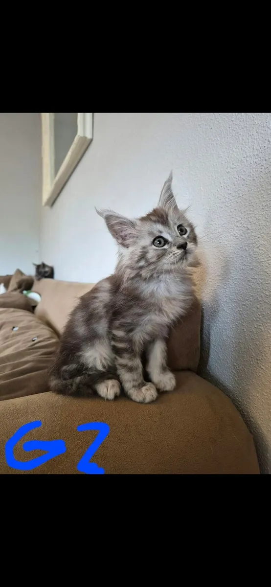 Maine coon kittens - Image 2