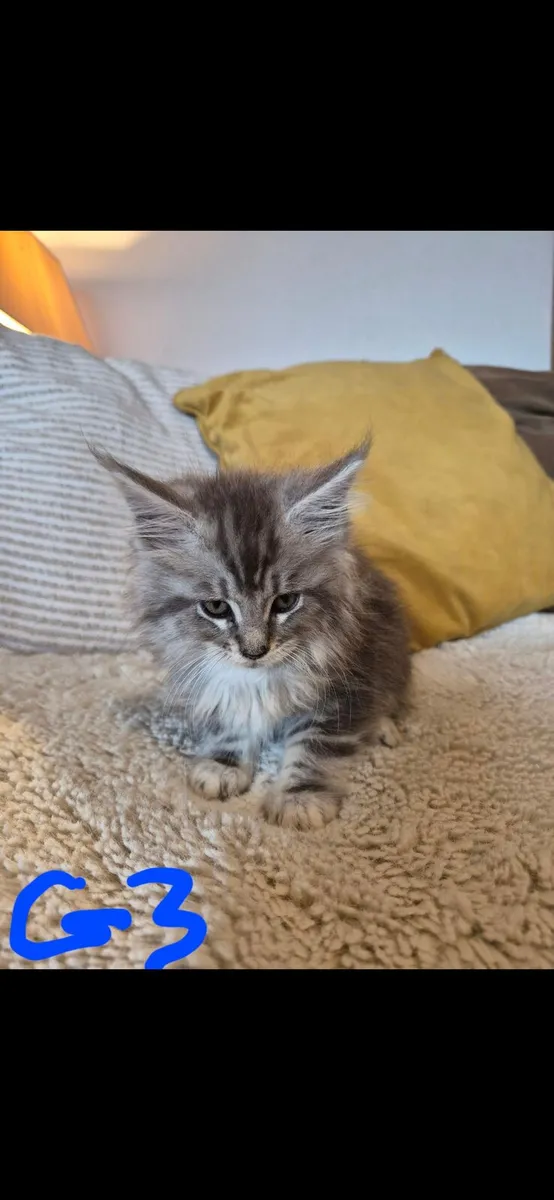 Maine coon kittens - Image 3