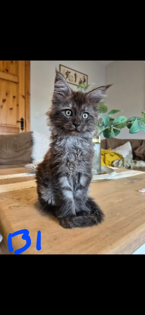 Maine coon kittens - Image 4