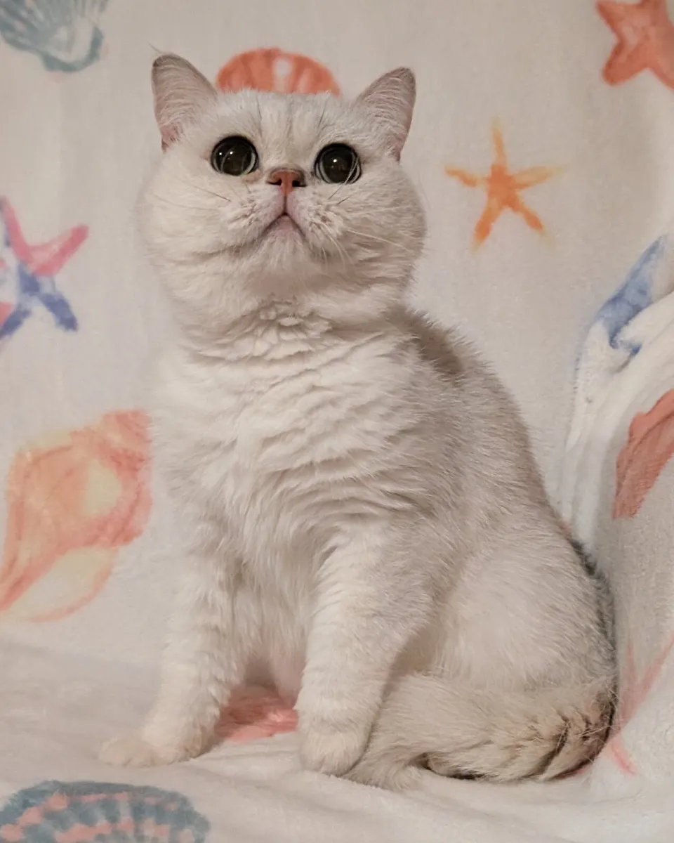 British Cat - Image 2