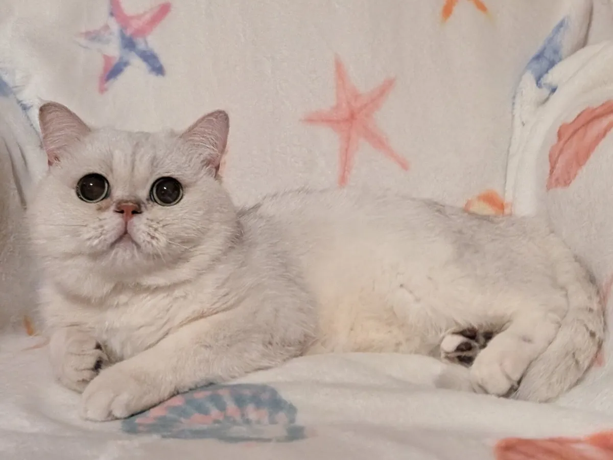 British Cat - Image 4