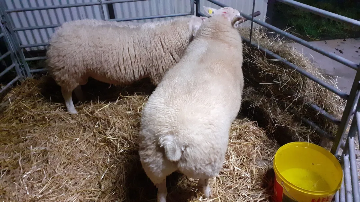 Pbr belclare ram lambs - Image 2