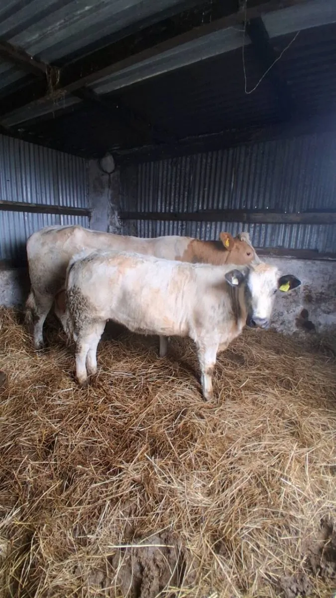 Cow and calf - Image 1