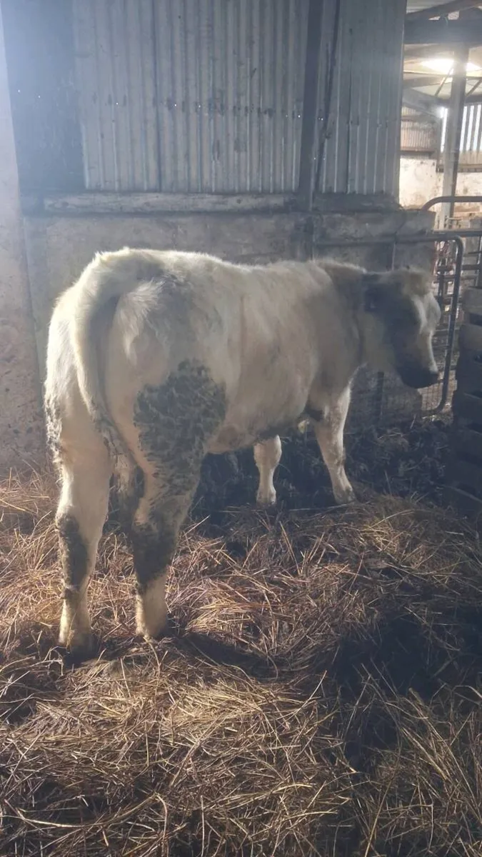 Cow and calf - Image 3