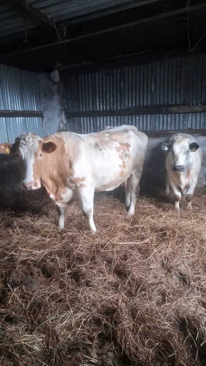 Cow and calf - Image 4