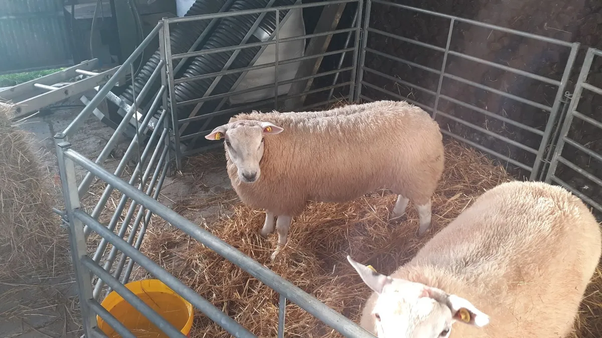 Pbr belclare ram lambs - Image 3