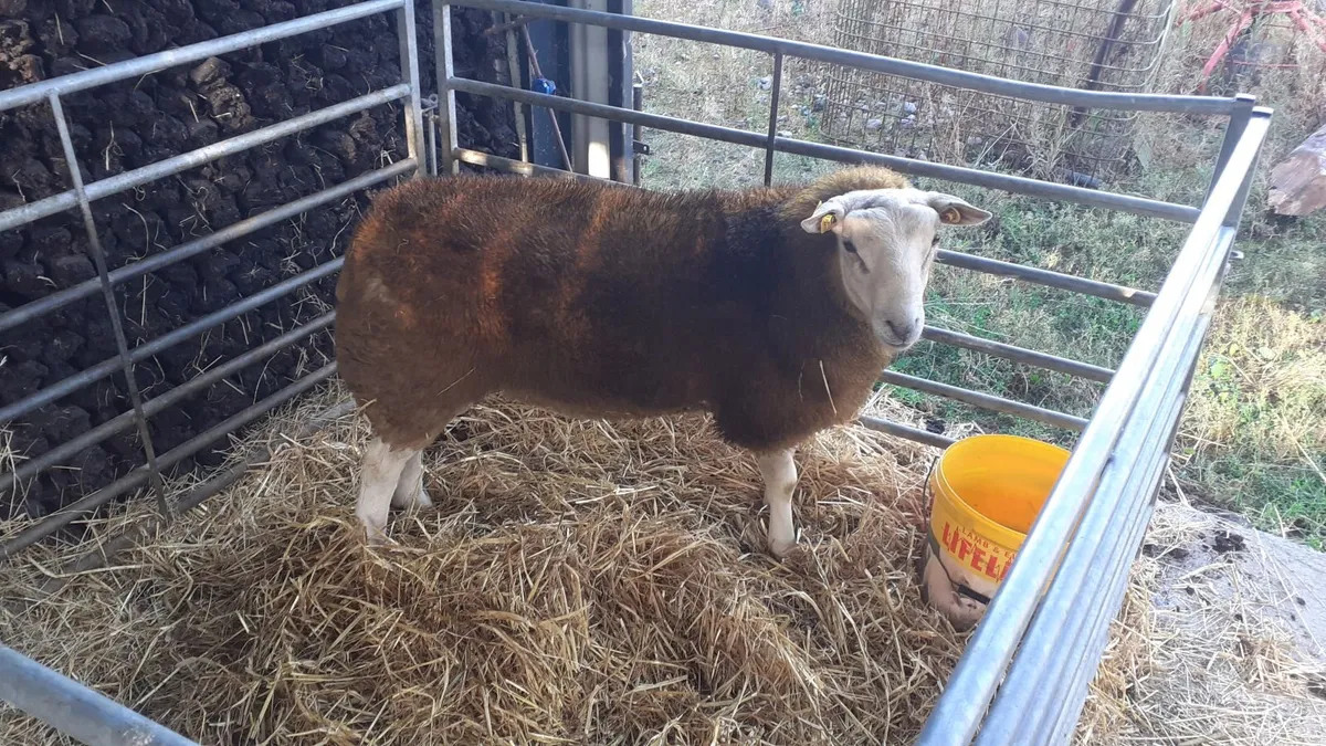 Pbr belclare ram lambs - Image 4