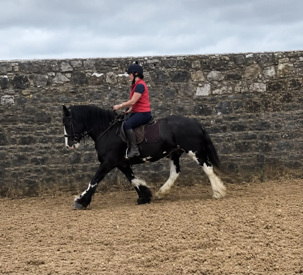 Cob mare - Image 3