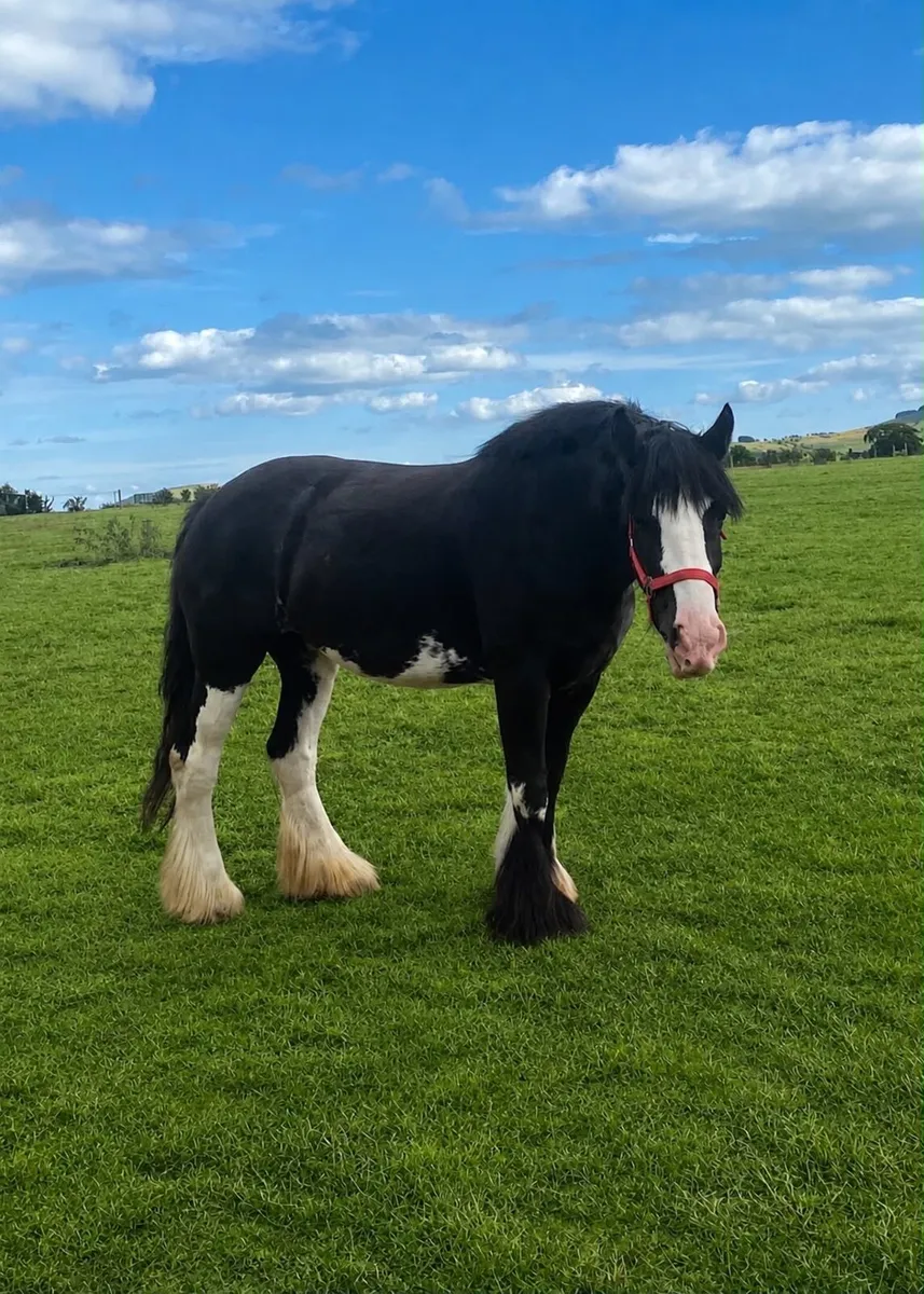 Cob mare - Image 1