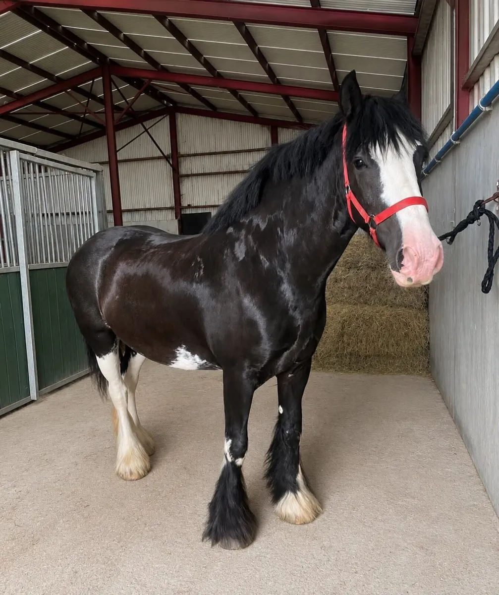 Cob mare - Image 2