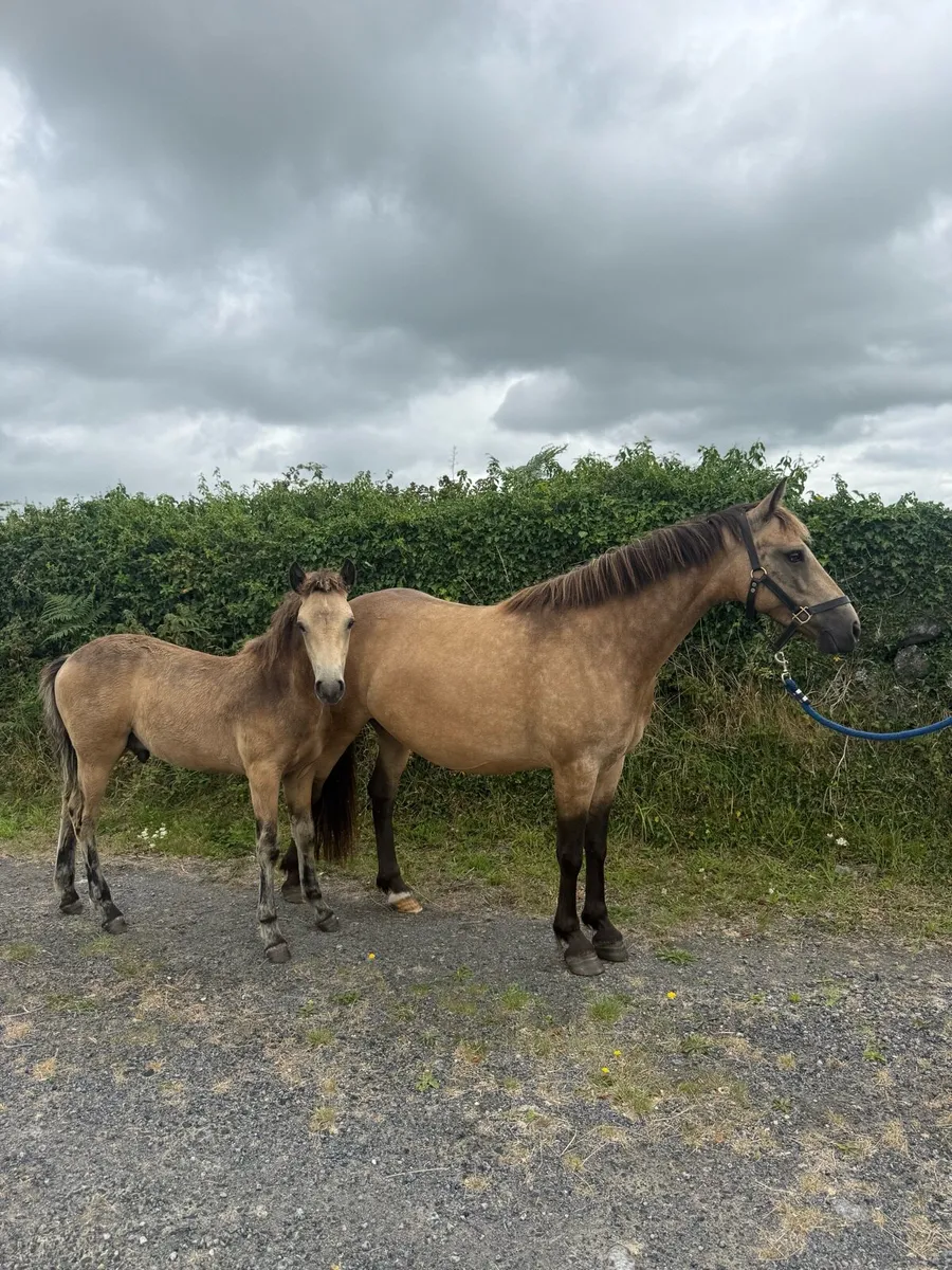 DUN performance mare in foal with foal at foot - Image 1