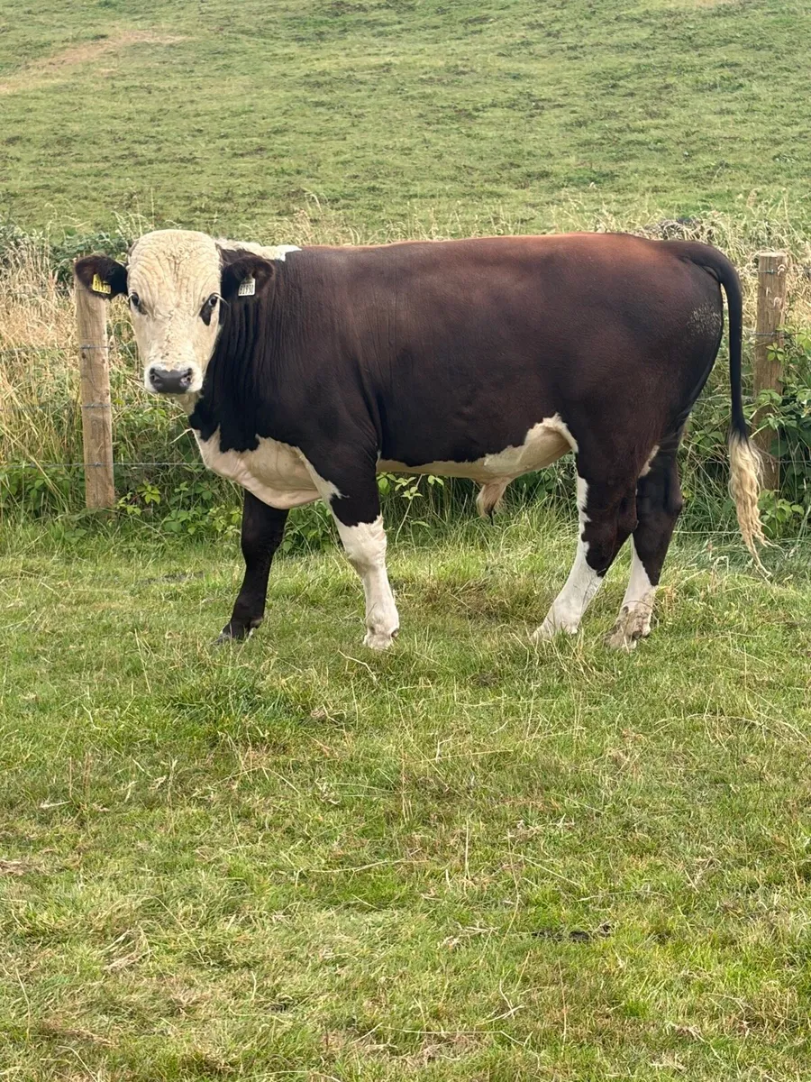 30 Hereford and Angus bulls - Image 2