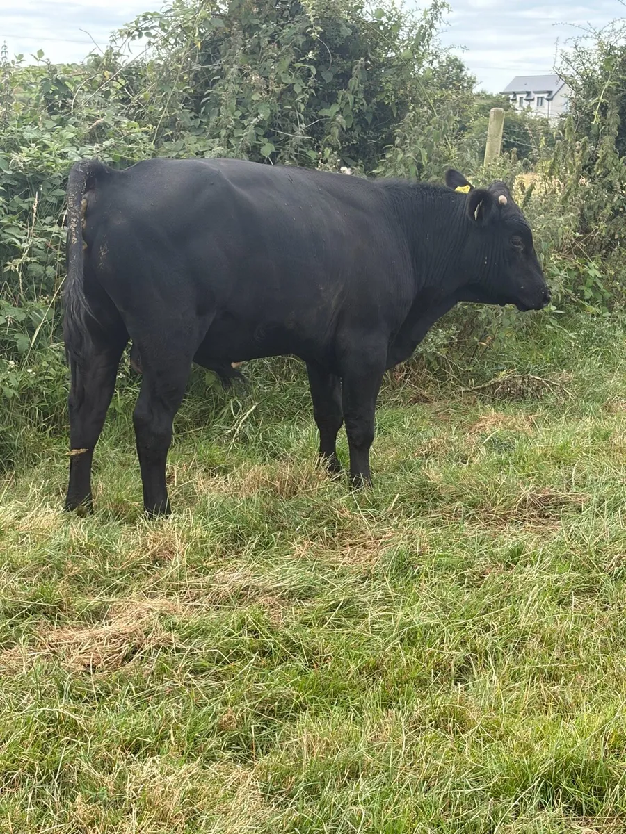 30 Hereford and Angus bulls - Image 4