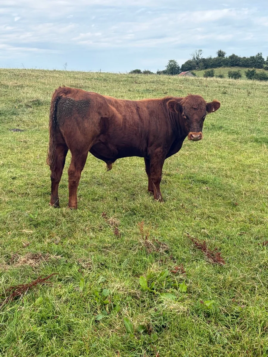 30 Hereford and Angus bulls - Image 3