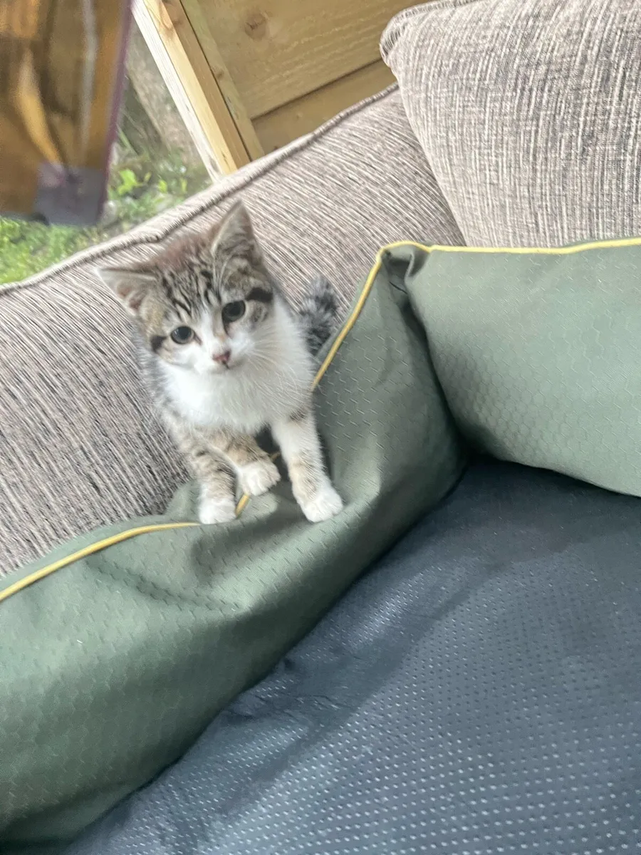 Kitten - Image 2