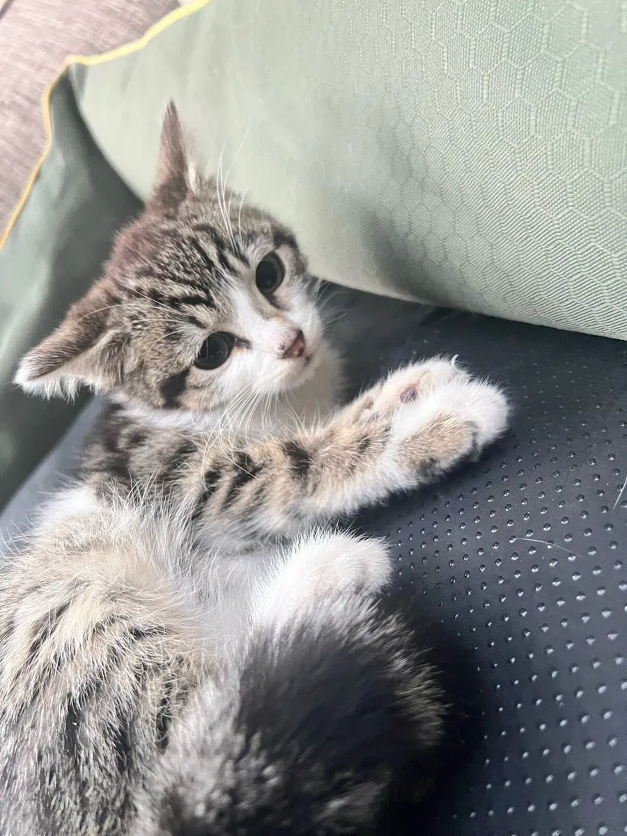 Kitten - Image 3