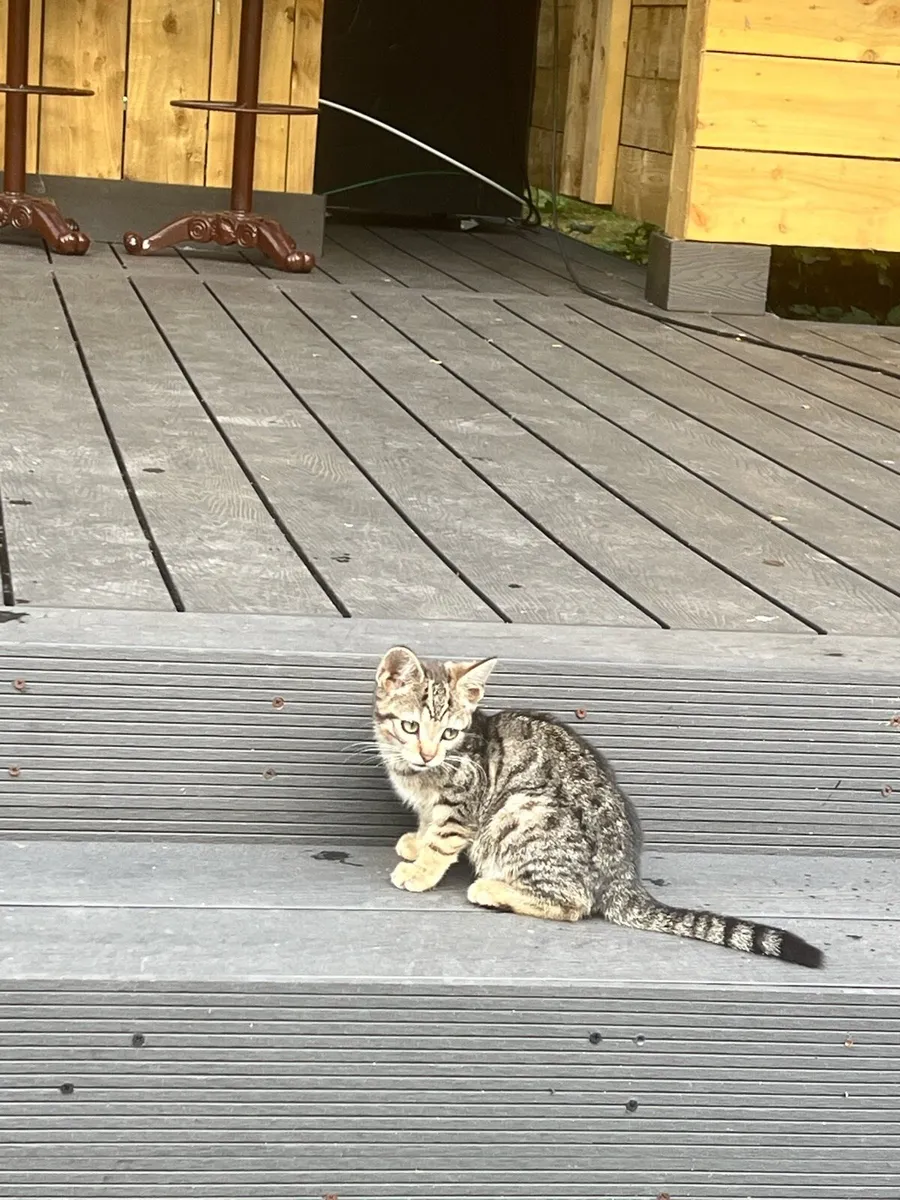 Kitten - Image 4