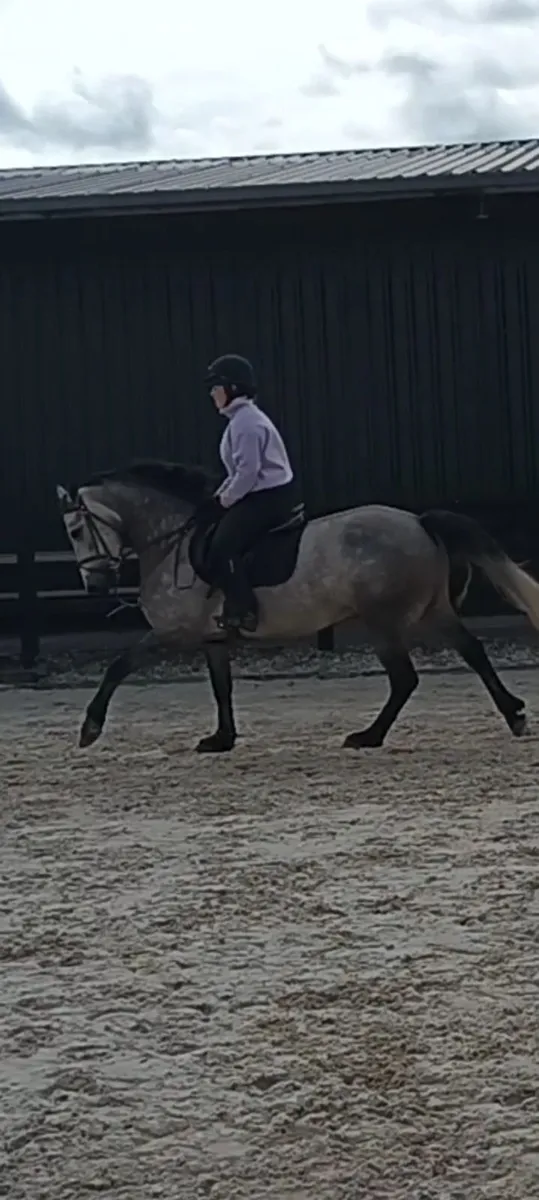 Pony - Image 3